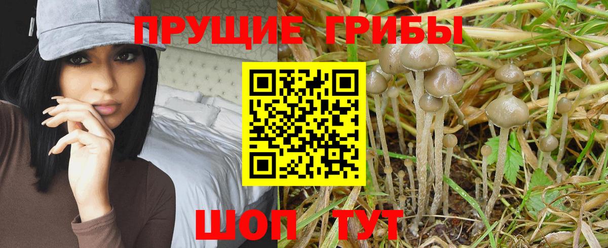 Чебаркуль  Псилоцибиновые грибы Psilocybe  Вход с VPN 